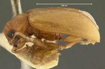 Media type: image;   Entomology 5061 Aspect: habitus lateral view